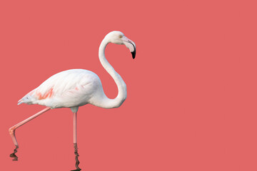 Isolated Flamingo against pink background with copy space, horizontal shot