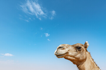 Isolated camel head against blue sky, Middle East animal portrait with copy space for your title or text