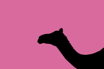 Camel head silhouette against pink background with copy space