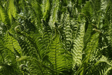 Vivid green fern leaves backlit by the sun. Young fern in silent spring forest.