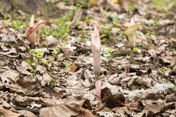 Konjac flower in farm, Devilâ€™s tongue, Shade palm or Umbrella arum
