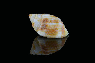 Nassarius seashell, Dubai, UAENassarius seashell, common name nassa mud snails (USA) or dog whelks (UK). Marine gastropod molluscs, Nassariidae family. L3,5xW2xH1,8cm. Found in United Arab Emirates