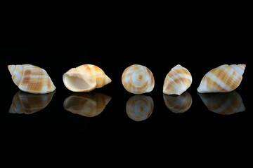 Nassarius seashell, common name nassa mud snails (USA) or dog whelks (UK). Marine gastropod molluscs, Nassariidae family. L3,5xW2xH1,8cm. Found in United Arab Emirates