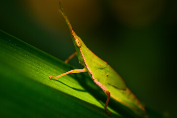 green leaf bug