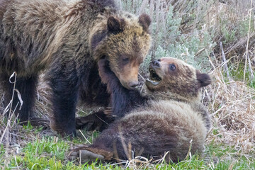 A wild grizzly bear cub to the bear known as 'Felicia' in the Greater Yellowstone Ecosystem in...