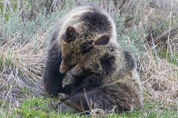 A wild grizzly bear cub to the bear known as 'Felicia' in the Greater Yellowstone Ecosystem in Wyoming.