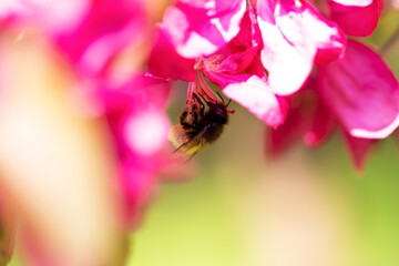 The bumblebee pollinates the abundantly flowering apple. Malus floribunda