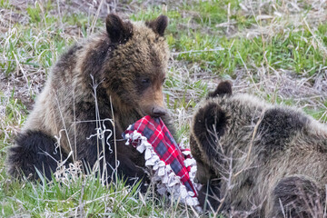 A wild grizzly bear cub to the bear known as 'Felicia' in the Greater Yellowstone Ecosystem in...
