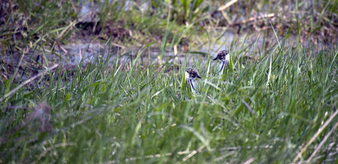 Lapwing chicks hide among the grass