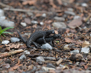 Fototapeta premium Alpensalamander bei der Paarung 
