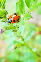 Obraz premium アブラムシのいるカラスノエンドウの茎に渡ろうとしている赤いナナホシテントウムシ