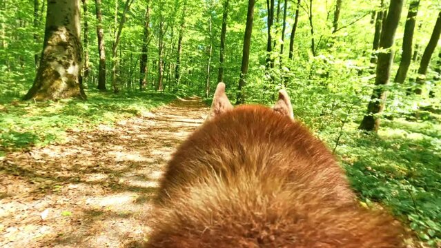 Nice red dog running through green forest in daytime. Sunny day. Wood. Beautiful nature. Close-up footage of pet walking along forest path