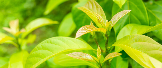 Close-up young leaves of a branched avocado tree in a garden with morning sunlight, background green leaf avocado, natural light, and green blur..