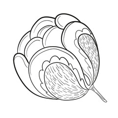 Outline flower hand drawing vector illustration isolated on white