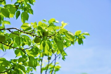 Fototapeta na wymiar 青空を背景に青い梅の実がついた梅の木