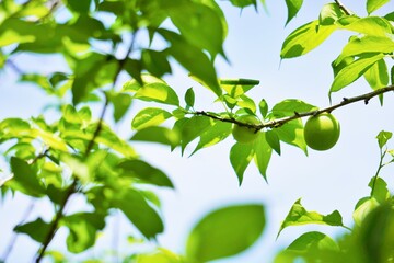 青空を背景に緑の葉がついた梅の木の青梅のアップ