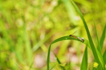 緑の草の上で反対を向く二匹のホソヒラタアブ