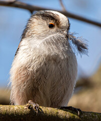 A close-up with an Aegithalos caudatus bird on a branch