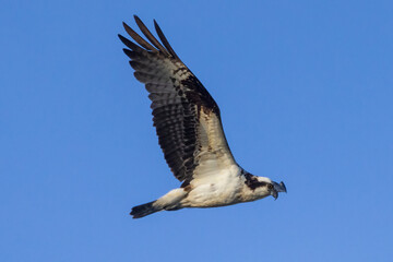 A wild osprey hunting for fish in the morning in Longmont, Colorado.