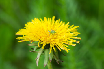 The great green bush-cricket's nymph (lat. Tettigonia viridissima), of the family Tettigoniidae, on Taraxacum officinale, of the family Asteraceae. Central Russia.