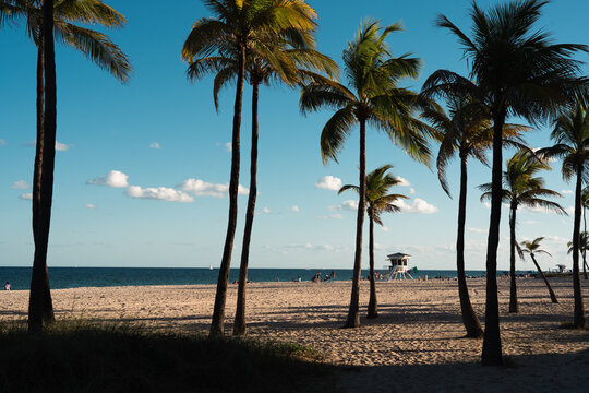 View of beach and palm trees on a warm winter day in Fort Lauderdale, Florida