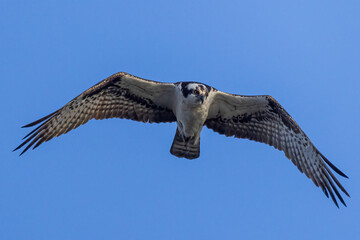 A wild osprey hunting for fish in the morning in Longmont, Colorado.