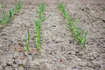 garden on the farm. plant. good harvest.