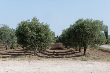 Oliveraie dans le Gard - France