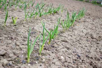 garden on the farm. plant. good harvest.