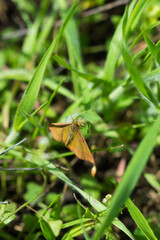 The purple-barred yellow (lat. Lythria purpuraria), of the family Geometridae. Central Russia.
