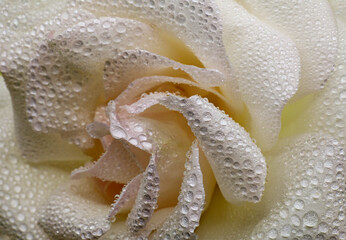 close-up of a white rose with water drops - obrazy, fototapety, plakaty