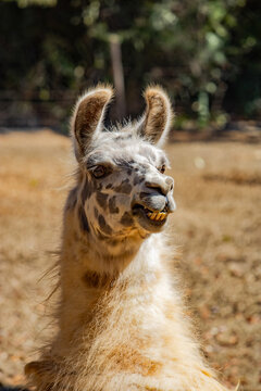 Image of a Llama at the Belo Horizonte Zoo in Brazil.