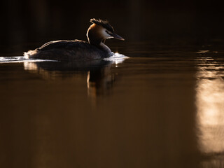 Great Crested Grebe swimming in wetland 