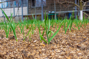 garden on the farm. plant. good harvest.