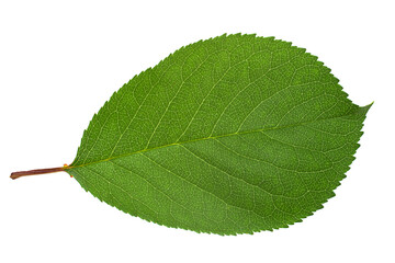 Fototapeta premium Cherry tree leaf isolate on white background