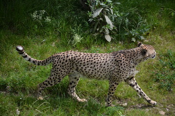 Guépard