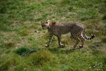 Guépard