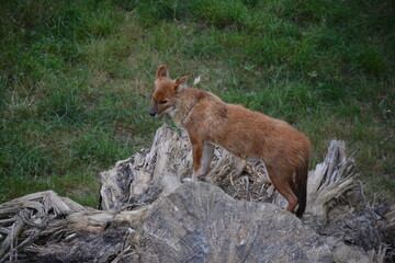 Le dhole