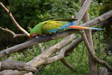 Ara - Perroquet exotique