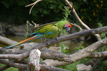Ara - Perroquet exotique