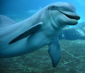 Naklejka premium Dauphin