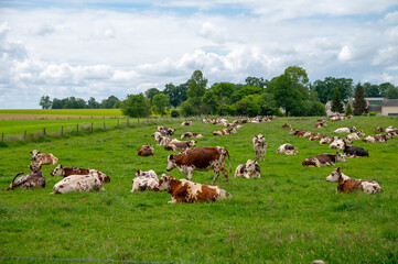 Fototapeta na wymiar Herd of cows resting on green grass pasture, milk and cheese production in Normandy, France