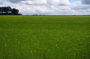 Green fields of flax linen plants in agricultural Pays de Caux, Normandy, France