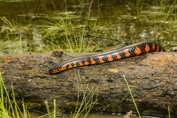 Eastern Mud Snake - Farancia abacura
