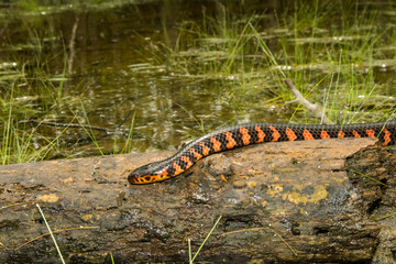 Eastern Mud Snake - Farancia abacura