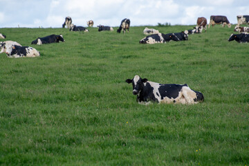 Herd of cows resting on green grass pasture, milk and cheese production in Normandy, France