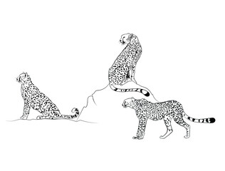 Vector Cheetah illustrations