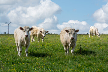 Fototapeta na wymiar Herd of cows resting on green grass pasture, milk and cheese production in Normandy, France