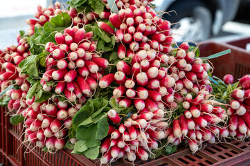 Fresh colorful radish vegetables for sale on french farmers market