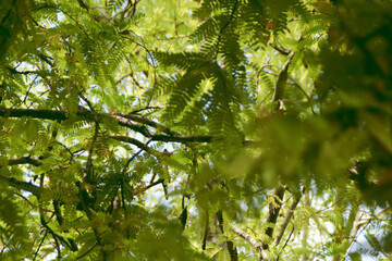 Tamarind leaves on the tree with the sunlight.